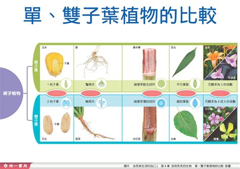 百合是單子葉還是雙子葉|單子葉植物